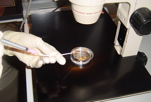 Embryos being loaded into a transfer catheter.