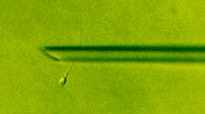 The flagellum is placed perpendicular to the ICSI pipette