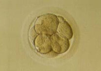 6 cell embryo from GV oocyte