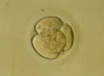 4 cell embryo from GV oocyte