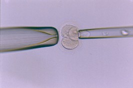 Removal of the Blastomere from 3 cell Embryo 