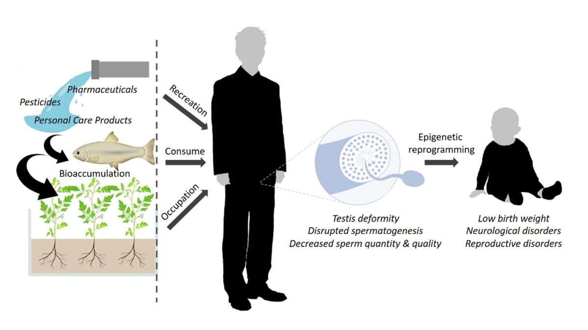 Are emerging environmental contaminants a threat to male fertility?