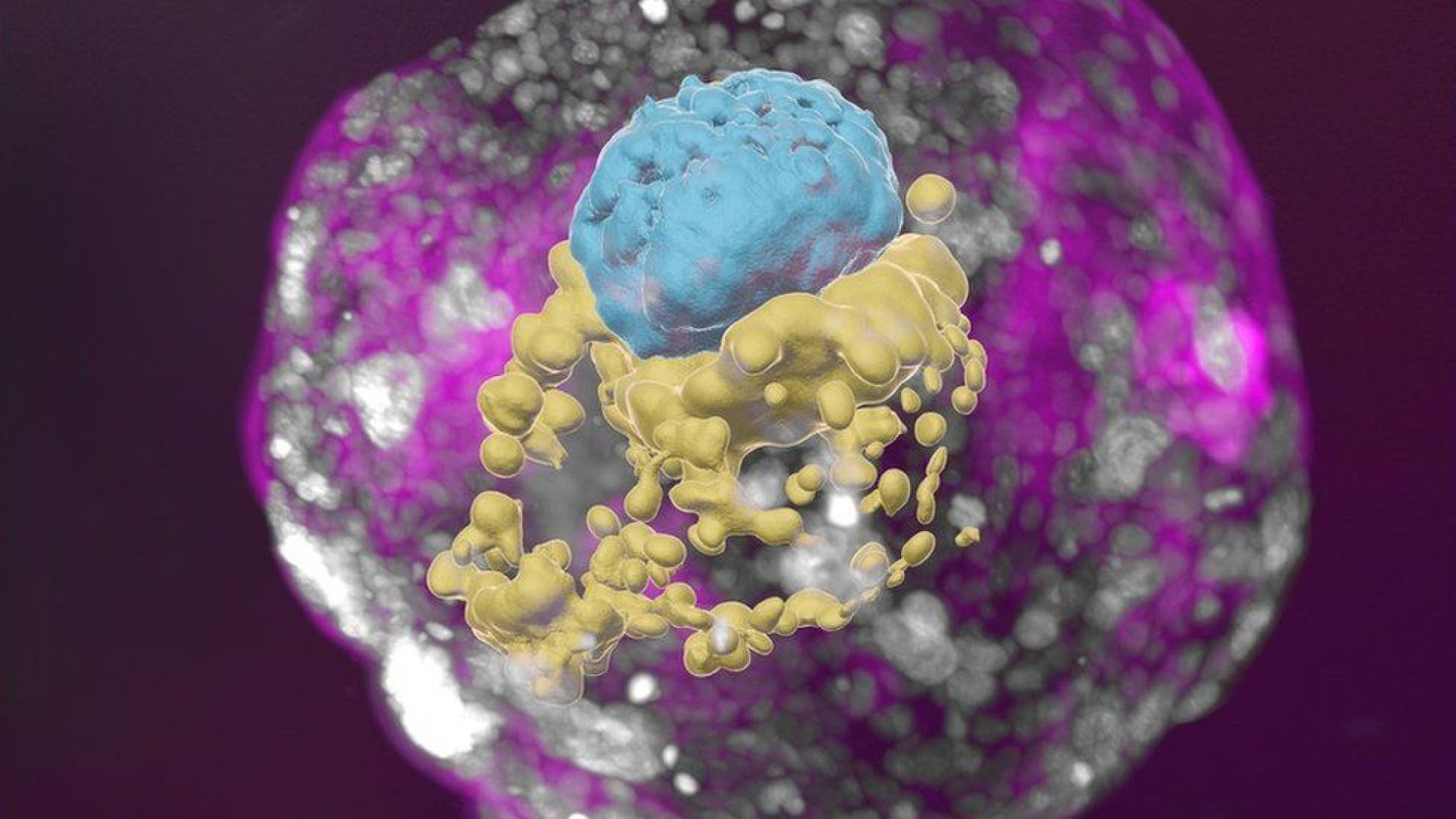 Weizmann Institute of Science. A stem-cell derived human embryo model showing blue cells (embryo), yellow cells (yolk sac) and pink cells (placenta).
