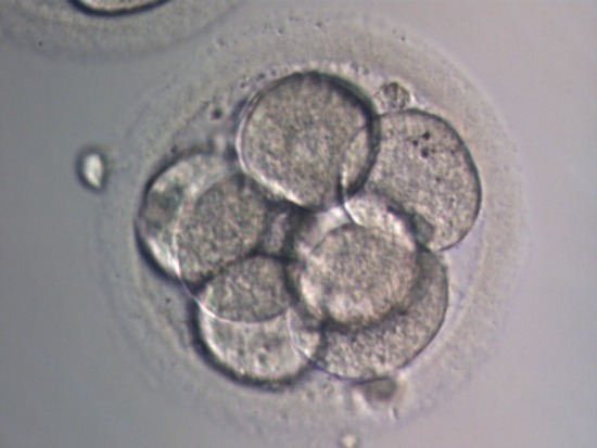 day-3 embryo