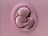 Day 2 - 4 cell Embryo