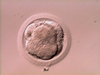 Day 3 - Compacting Embryo