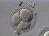 4 Cell Embryo