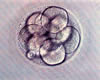 8 cell embryo