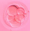 Human embryo; Air Incubation