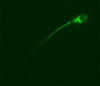 Immunofluorescent Spermatozoa
