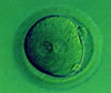 Oocyte with 2 pronuclei