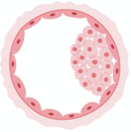 New webapp Embryogrow