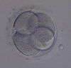 Four Cell Stage Embryo