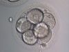 implanted embryos 